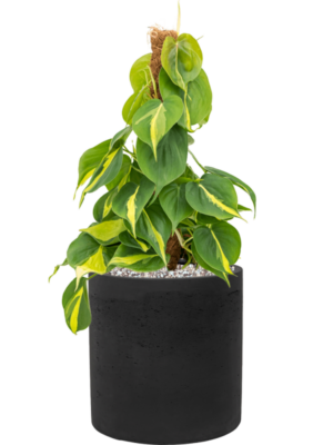 Philodendron scandens 'Brasil' en Rough
