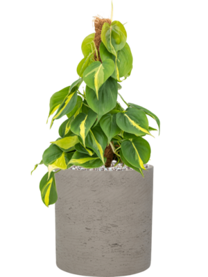 Philodendron scandens 'Brasil' en Rough