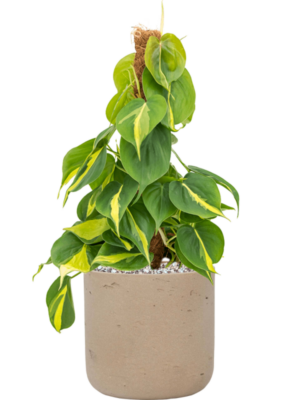Philodendron scandens 'Brasil' en Rough