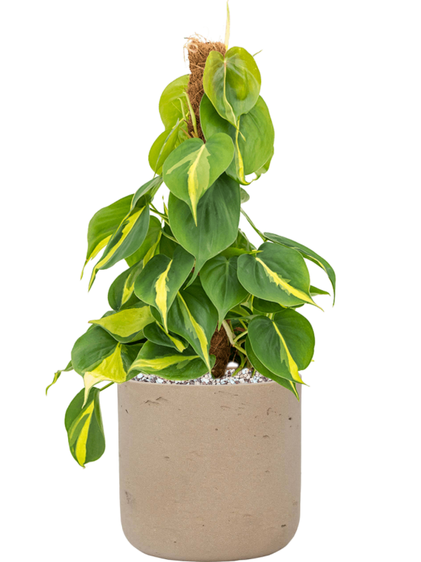 Philodendron scandens ‘Brasil’ en Rough, Pottery Pots