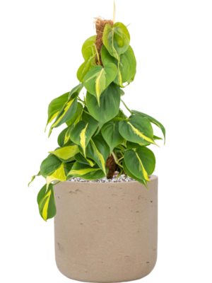 Philodendron scandens 'Brasil' en Rough