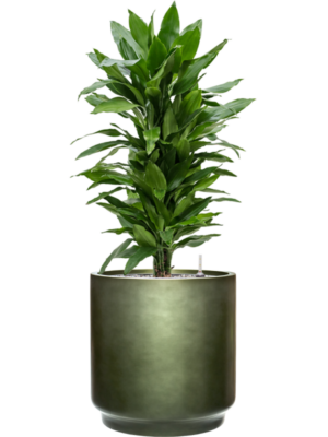 tDracaena fragrans 'Janet Lind' en Baq Gradient