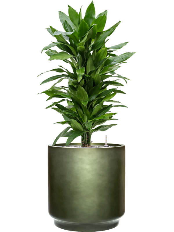 tDracaena fragrans ‘Janet Lind’ en Baq Gradient