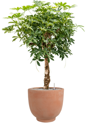 Schefflera arboricola 'Compacta' en Terra Cotta Kevin