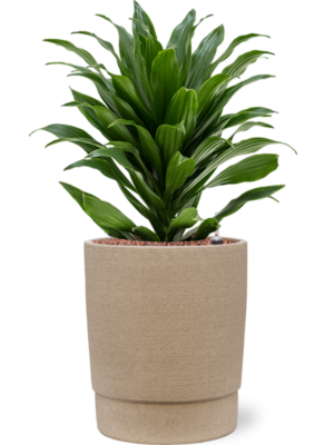 Dracaena fragrans 'Compacta' en Chao