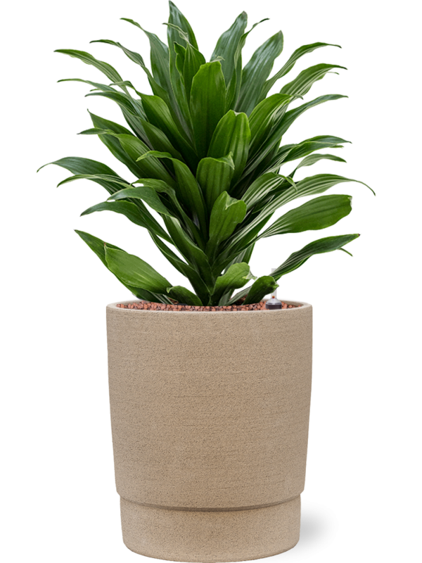 Dracaena fragrans ‘Compacta’ en Chao, 1240C