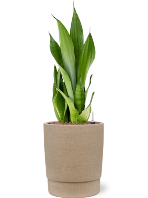 Sansevieria trifasciata 'Moonshine' en Chao