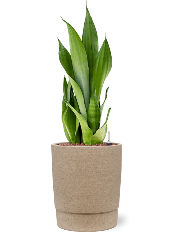 Sansevieria trifasciata ‘Moonshine’ en Chao, 1240C