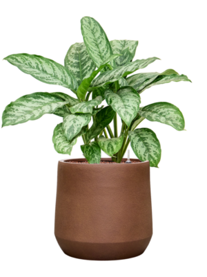 Aglaonema 'Chantal' en Antwerp