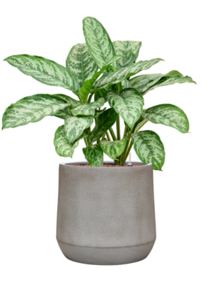 Aglaonema 'Chantal' en Antwerp