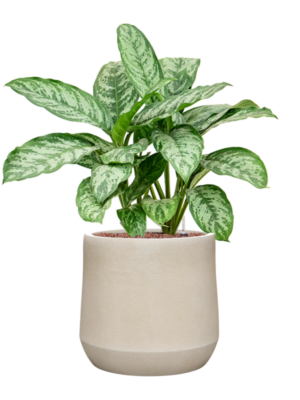 Aglaonema 'Chantal' en Antwerp